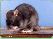 rat control Sherborne